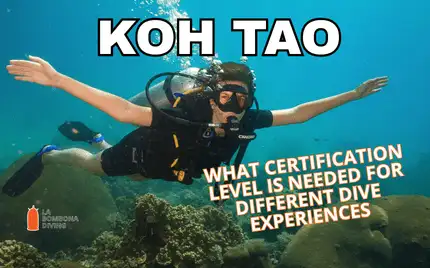 Koh Tao — what certification level is needed for different dive experiences: a scuba diver hovering over a coral reef with arms outstretched