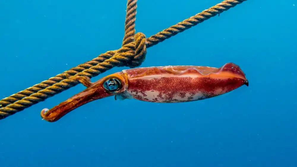 A diver's torch lighting up a bigfin reef squid hanging in mid-water during a night dive in Koh Tao