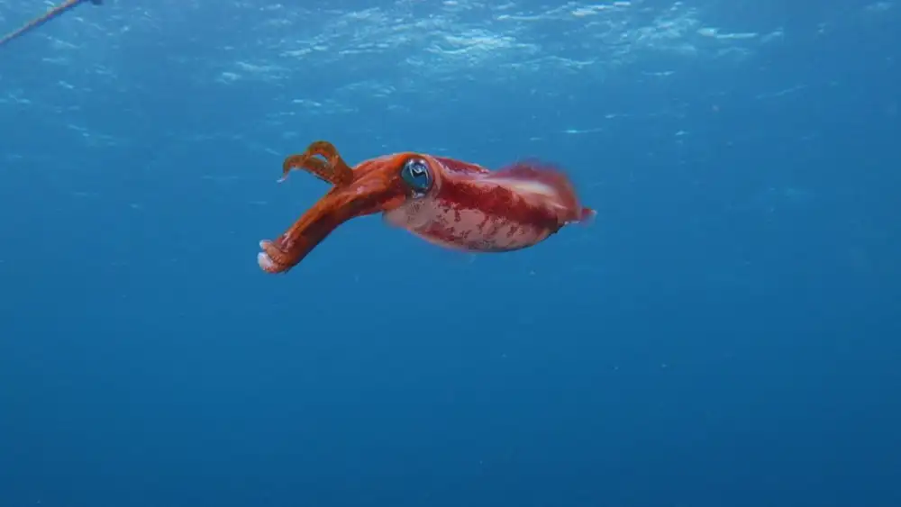 Night dive in Koh Tao: a bigfin reef squid lit by torchlight against the black water, fins rippling along its body