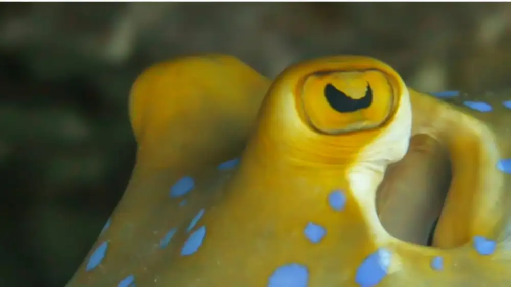 A blue-spotted ribbontail ray gliding over sand and coral rubble at a Koh Tao dive site