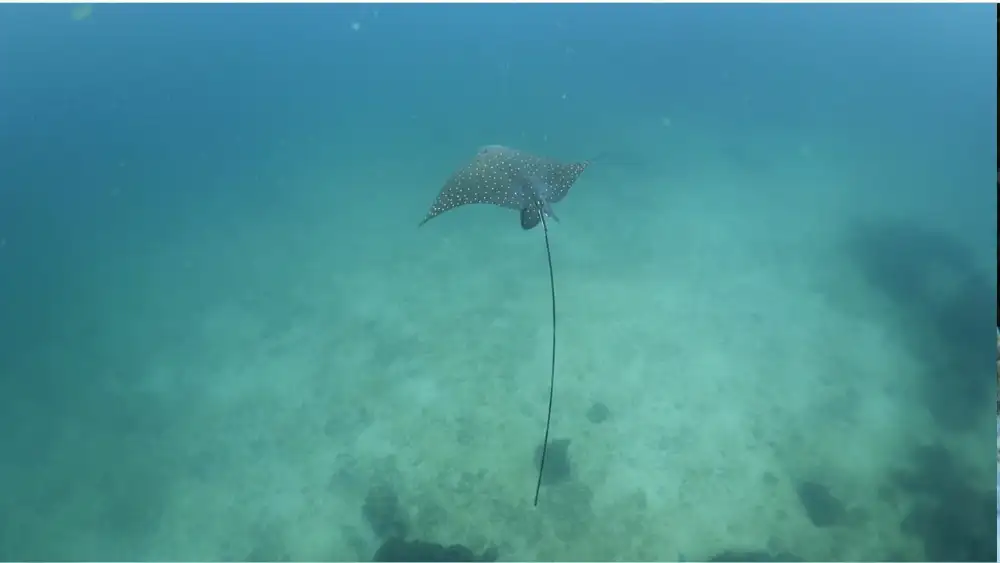 A spotted eagle ray with white spots on a dark back swimming through open blue water