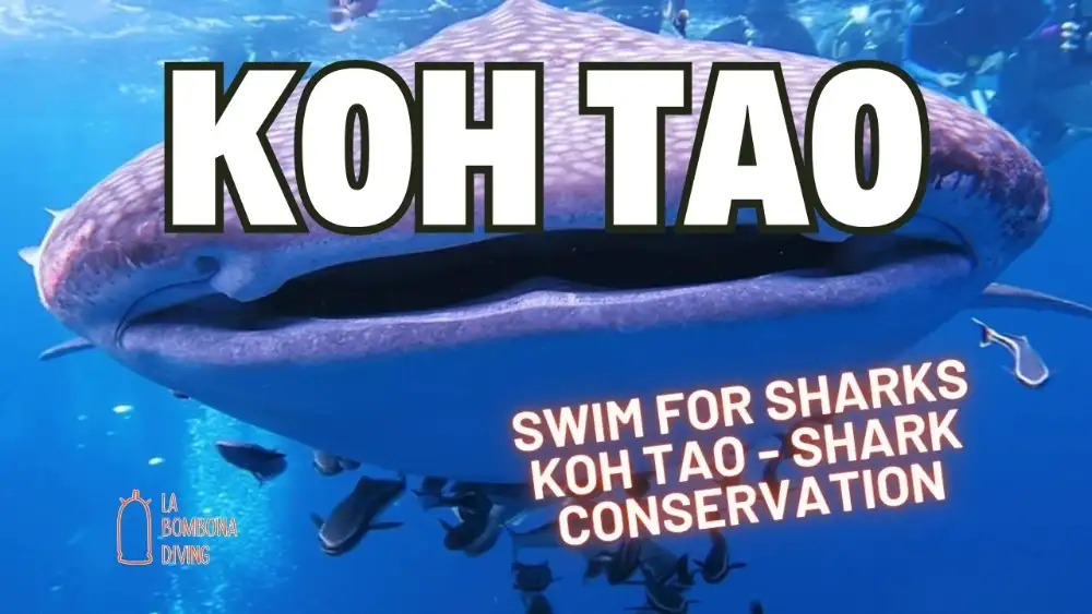 Swimmers in the open water off Koh Nang Yuan during the annual Swim For Sharks conservation event
