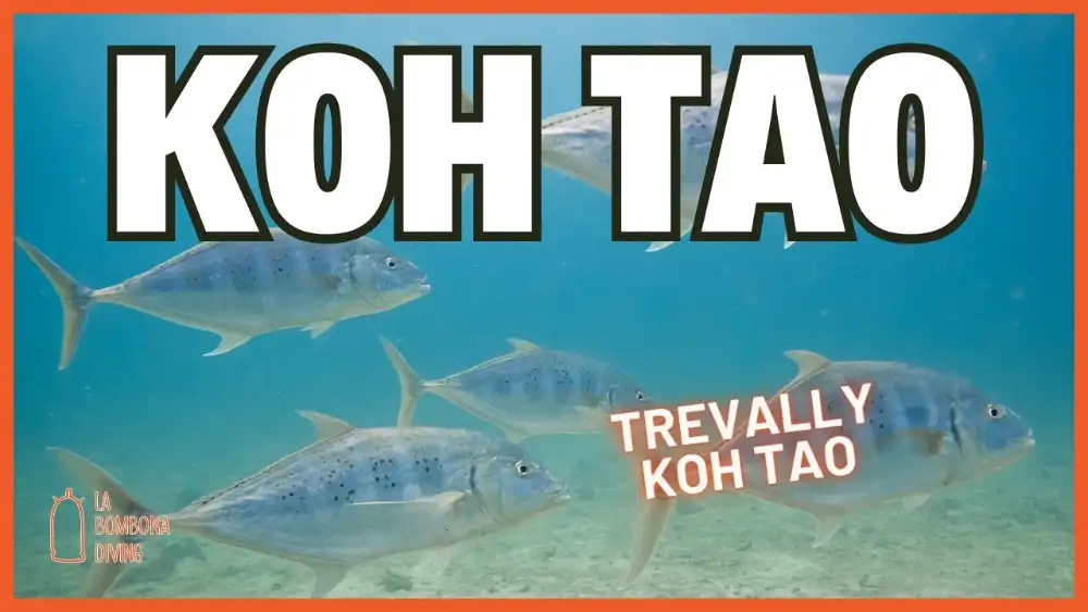 A school of silver trevally swimming in a tight formation in blue water off Koh Tao