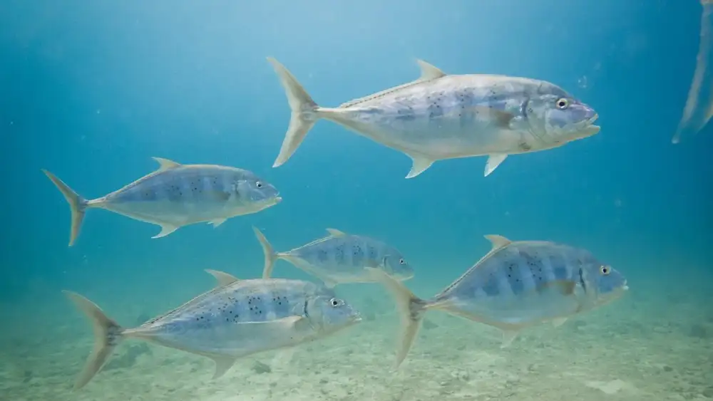 Divers encountering a group of trevally in the blue water around Koh Tao