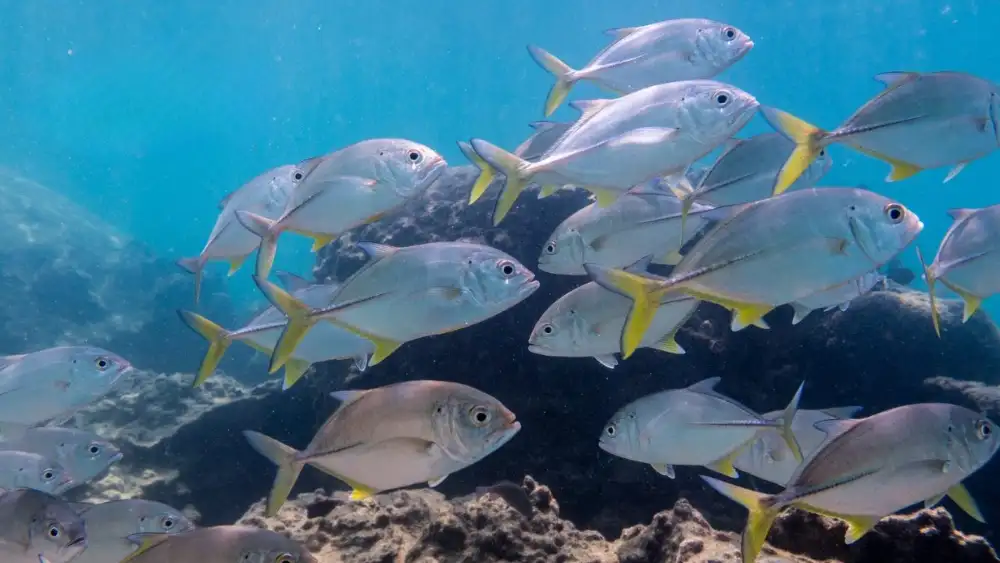 A large school of Bigeye Trevally forming a spectacular swirling underwater tornado