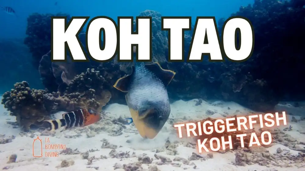 A titan triggerfish with its yellow, black and white patterning swimming over a reef at Koh Tao