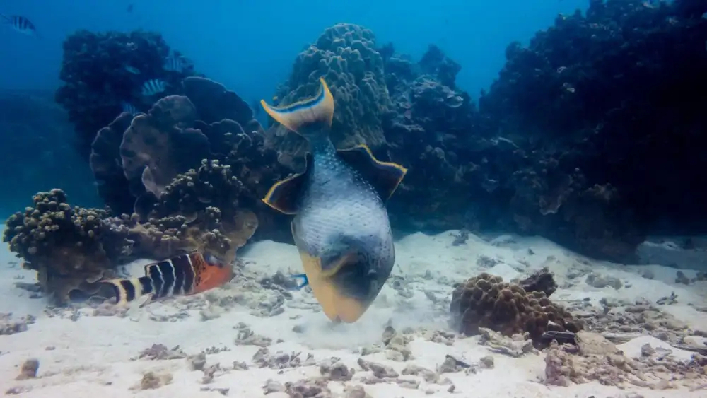 A yellow-margin triggerfish in Koh Tao waters, with bright yellow fin edges against a blue-green body