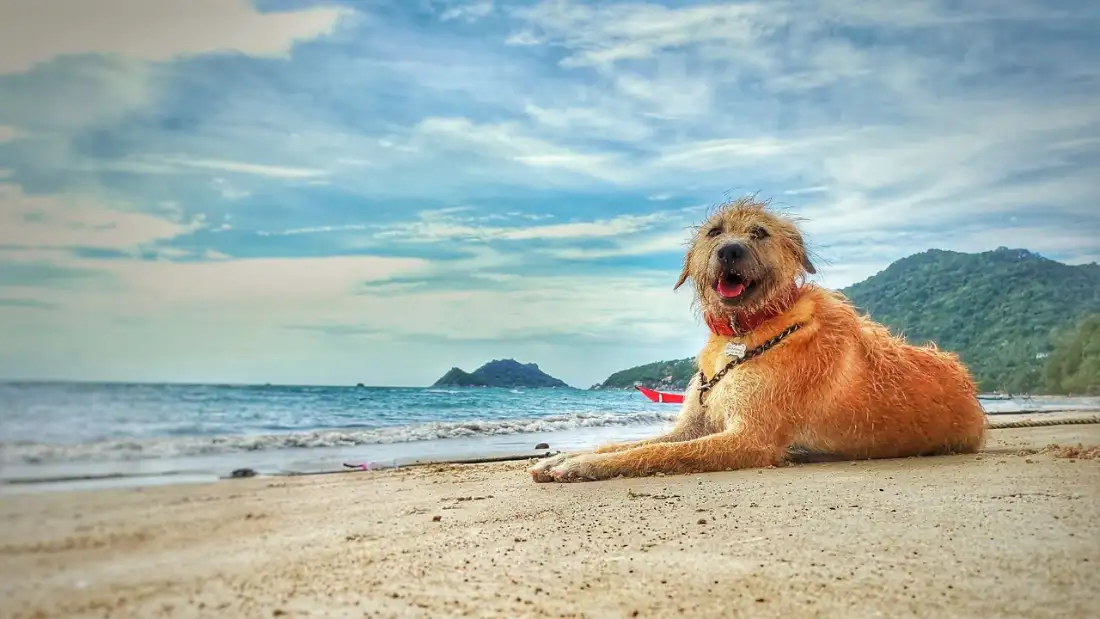 A happy dog lying on a sandy beach in Koh Tao on a sunny day, with blue sea and hills in the background