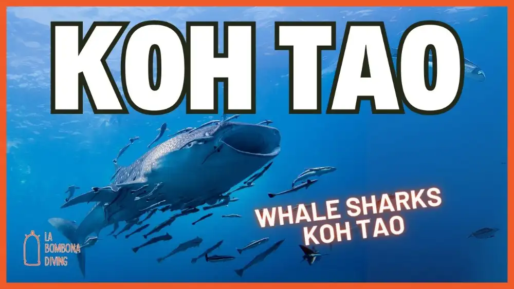 A whale shark swimming past divers in the blue water off Koh Tao