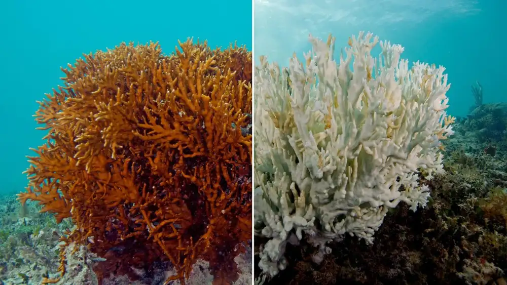 Side-by-side comparison of healthy orange-brown branching coral and the same type of coral bleached completely white