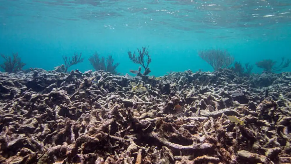A shallow reef flat at Koh Tao in sunlit water with broken and partially bleached coral rubble in the foreground
