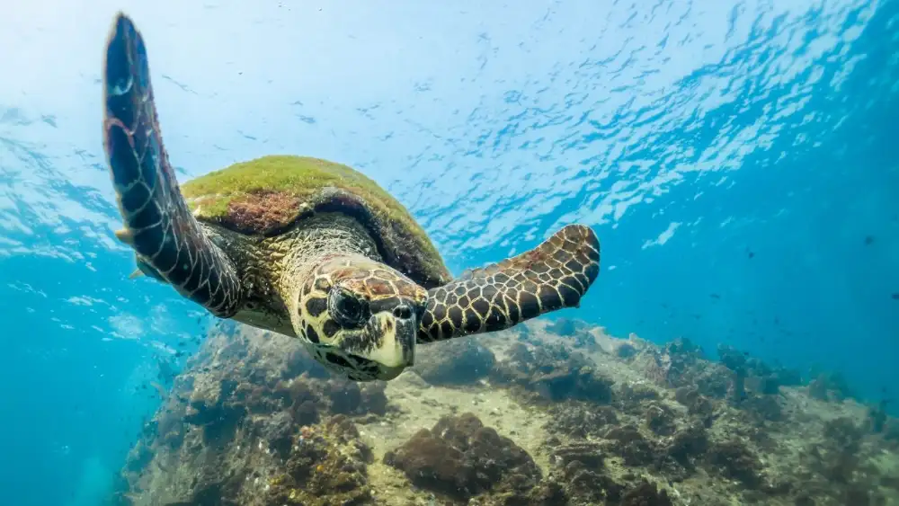 A green sea turtle swimming through open blue water, sunlight rippling on its shell