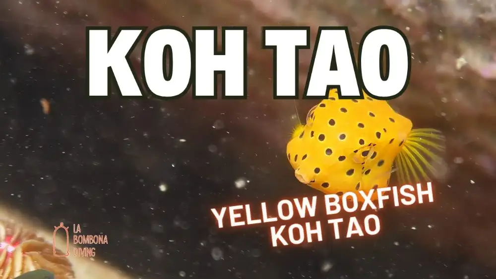 A bright yellow, cube-shaped boxfish with black spots hovering over a coral reef in Koh Tao