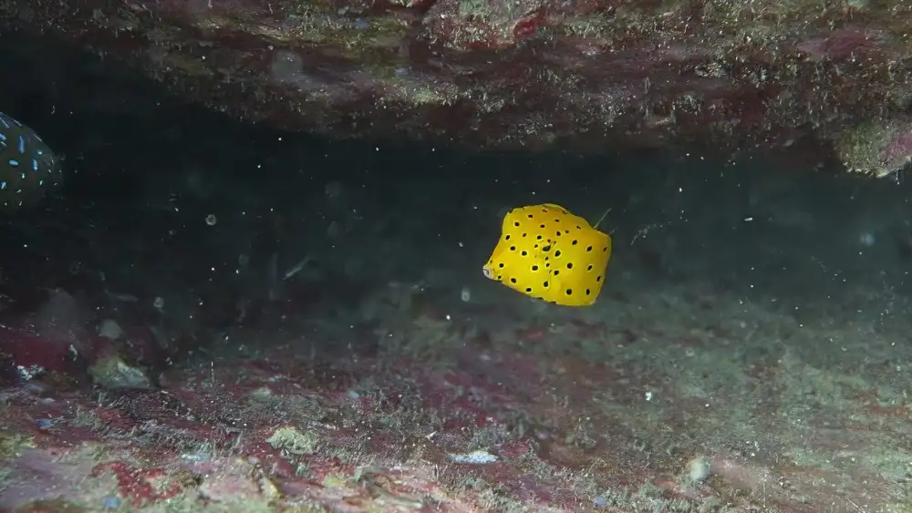 A yellow boxfish swimming close to the reef in Koh Tao's clear water