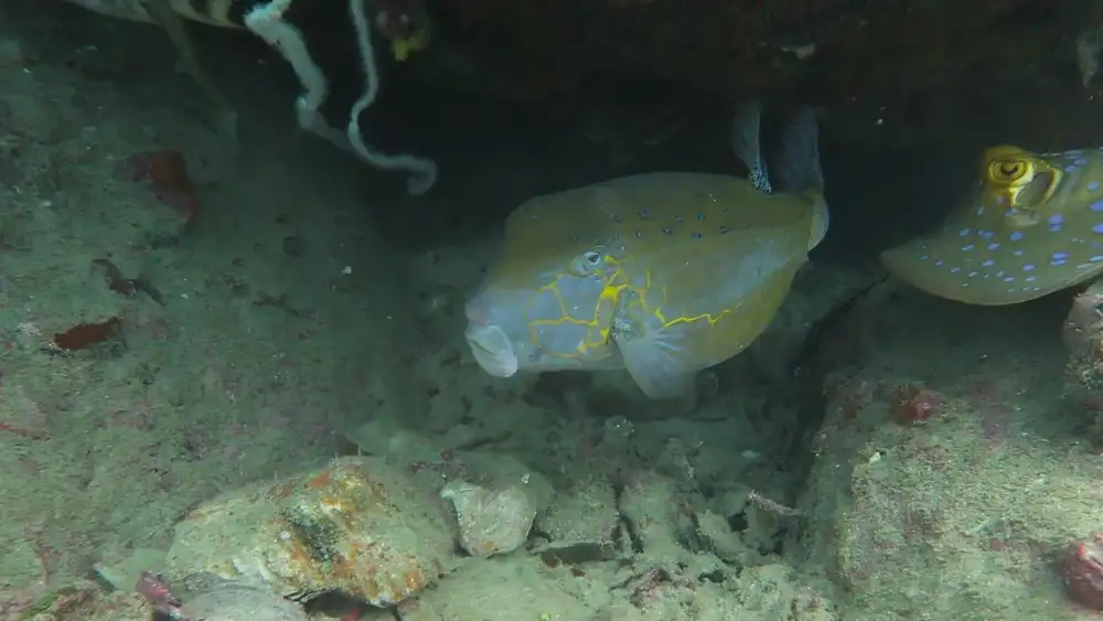 Divers exploring a coral-rich Koh Tao dive site where yellow boxfish are commonly found
