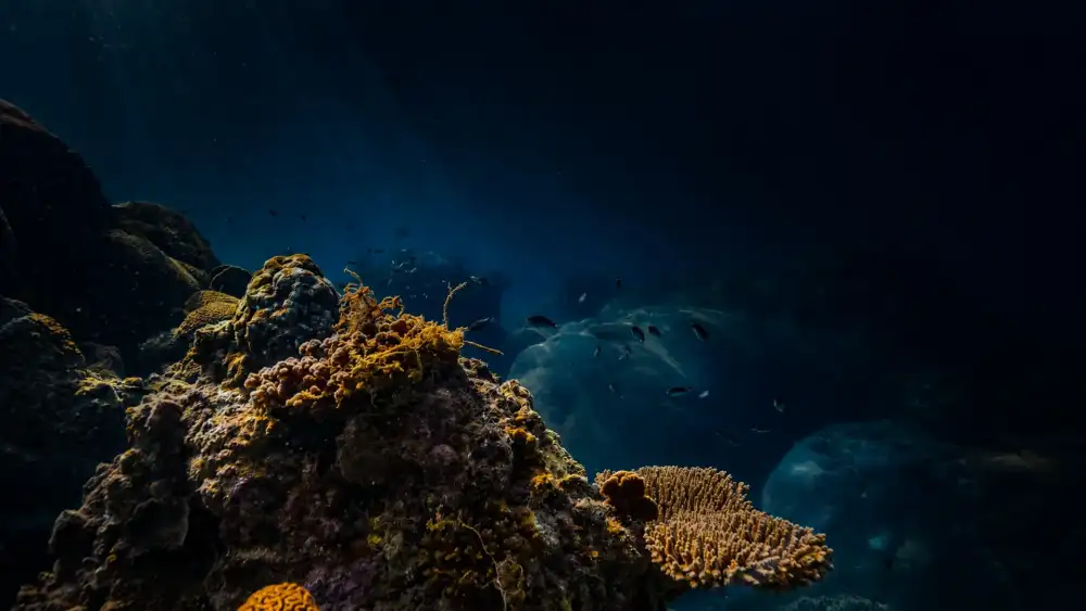 A coral reef in deep blue water at dusk, with the bommie in the foreground lit and the water fading to darkness behind it