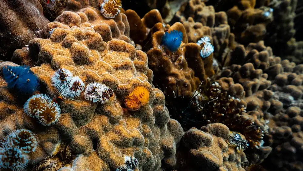 Colourful Christmas tree worms in blue, white and orange on a boulder coral, lit by a dive torch